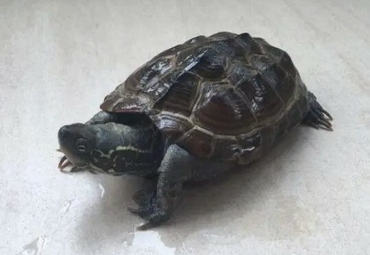 乌龟知道自己吃饱了吗?一文读懂龟的饮食习性