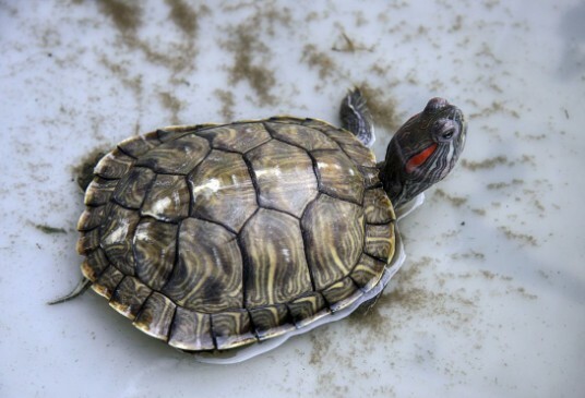 A small turtle basking in the sun 