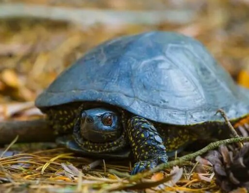 Two turtles of different sizes together 