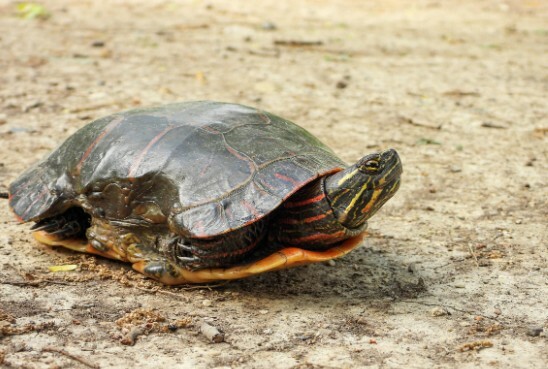 A turtle being held in its owner's palms 