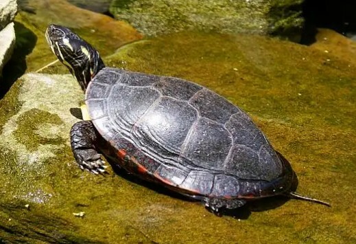 A turtle that has just climbed out of the water onto the bank 