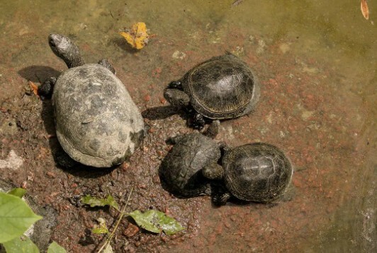 A turtle resting in a shallow water area 