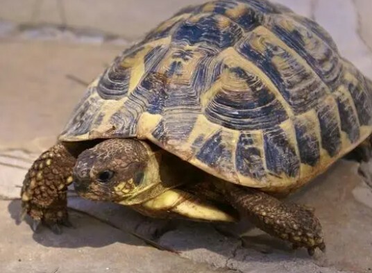 A turtle observing its surroundings 