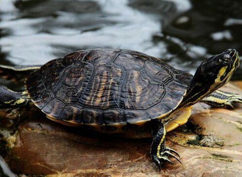 A turtle that is eating 