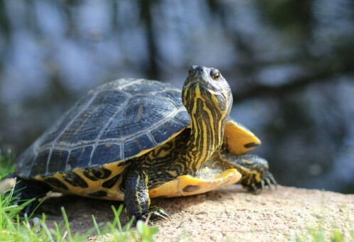 A turtle swimming in the water 