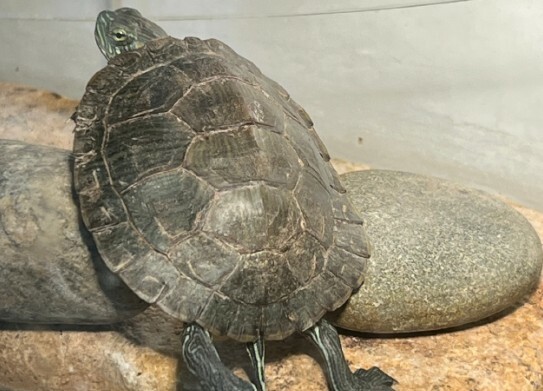 A turtle basking on a rock 