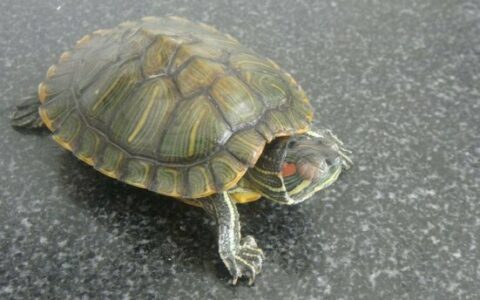 カメが逃げたらどうやって見つける？ペットのカメがいなくなった後の効果的な 5 つの捜索方法