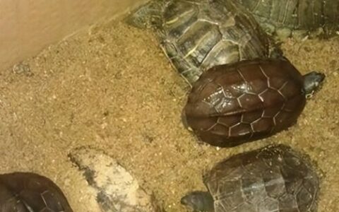 乌龟冬眠前要清肠吗？专业解析必要性与 2 种清肠方法