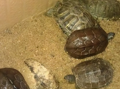 乌龟冬眠前要清肠吗?专业解析必要性与 2 种清肠方法