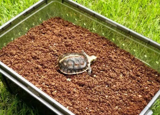 水盤に浸かっている一匹のカメ