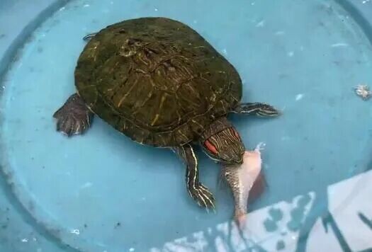 百科全书