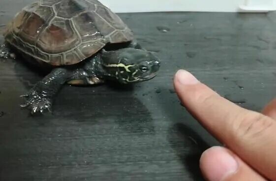 A juvenile turtle eating