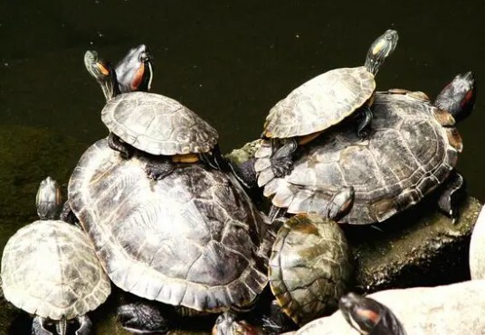 カメを放流する際の 5 つの注意点:無責任な放流は死を招く恐れあり!
