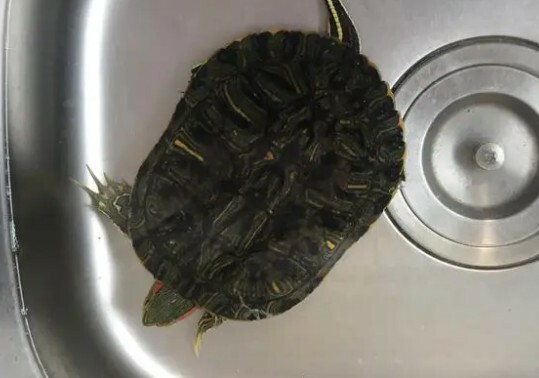 カメを放流する際の 5 つの注意点:無責任な放流は死を招く恐れあり!