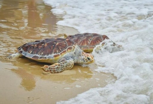 カメを放流する際の 5 つの注意点:無責任な放流は死を招く恐れあり!