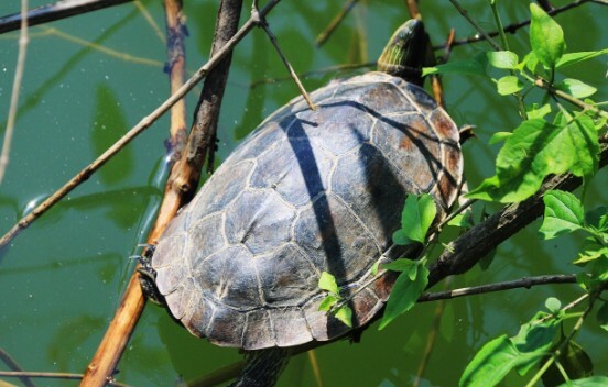 一匹のカメが野原の草の上にいる