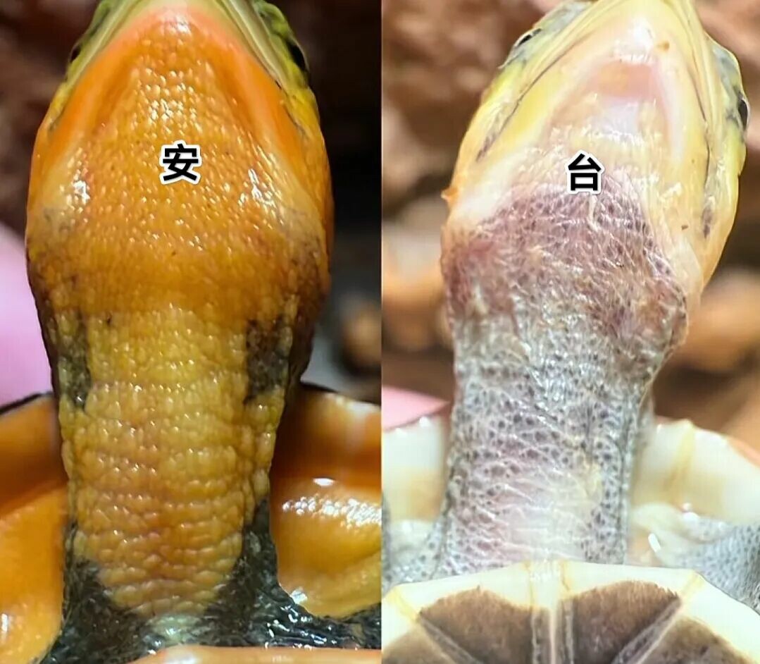 不同产地黄缘闭壳龟的颈纹特征对比