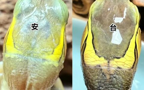 黄缘闭壳龟：台湾缘、大陆缘、安缘的 5 大核心区别和选购建议