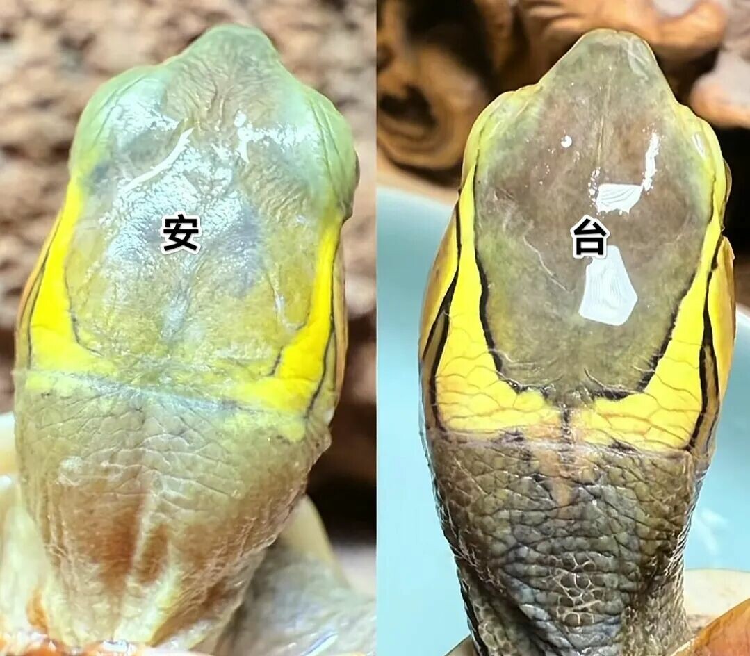 不同产地黄缘闭壳龟的头部特征对比