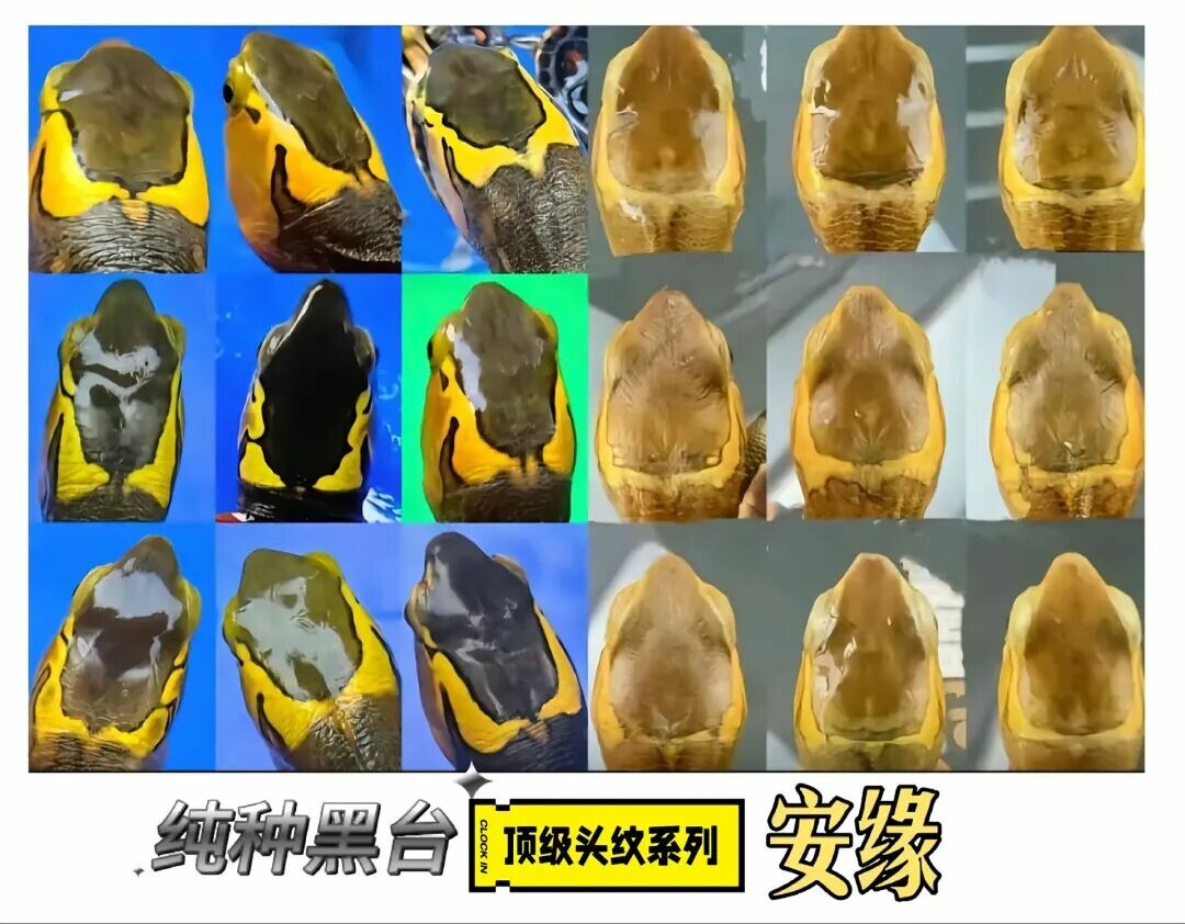 大陆黄缘闭壳龟(大陆缘)示例图