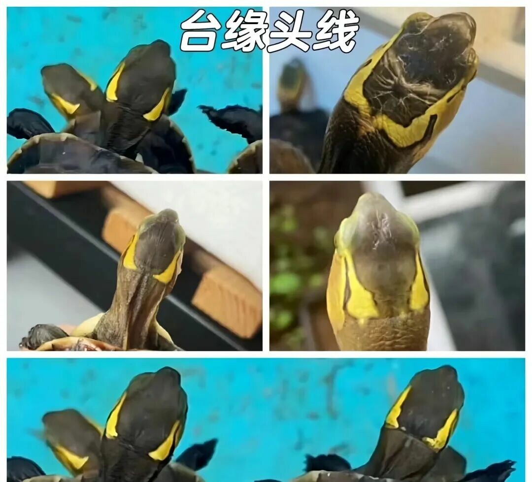 台湾黄缘闭壳龟(台缘)示例图