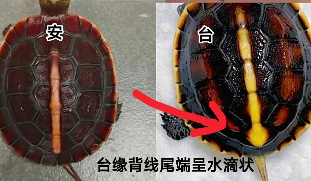 不同产地黄缘闭壳龟的背甲特征对比