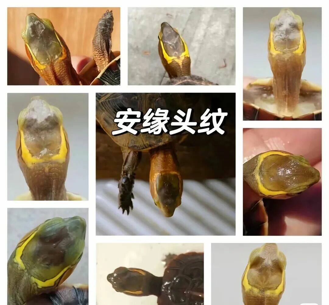 安徽黄缘闭壳龟(安缘)示例图