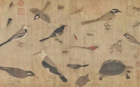 国龟黄缘闭壳龟怎么养？3 大关键要素打造完美半水环境
