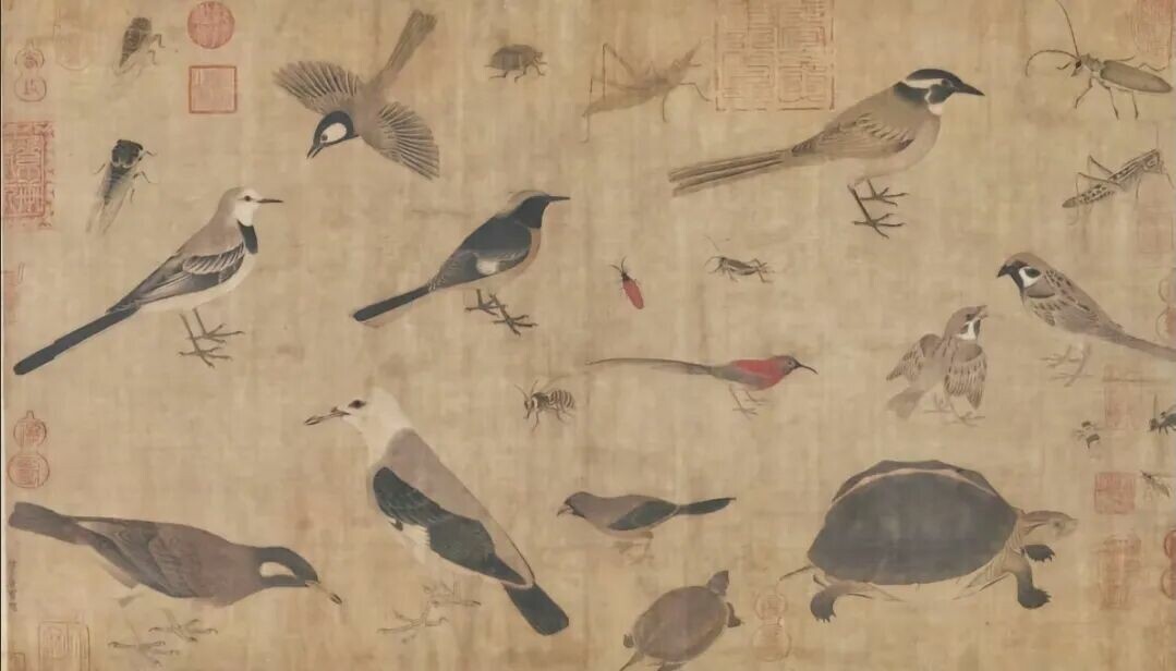 A Chinese Box Turtle and the depiction of a Chinese Box Turtle in 'Sketch of Rare Fowl'
