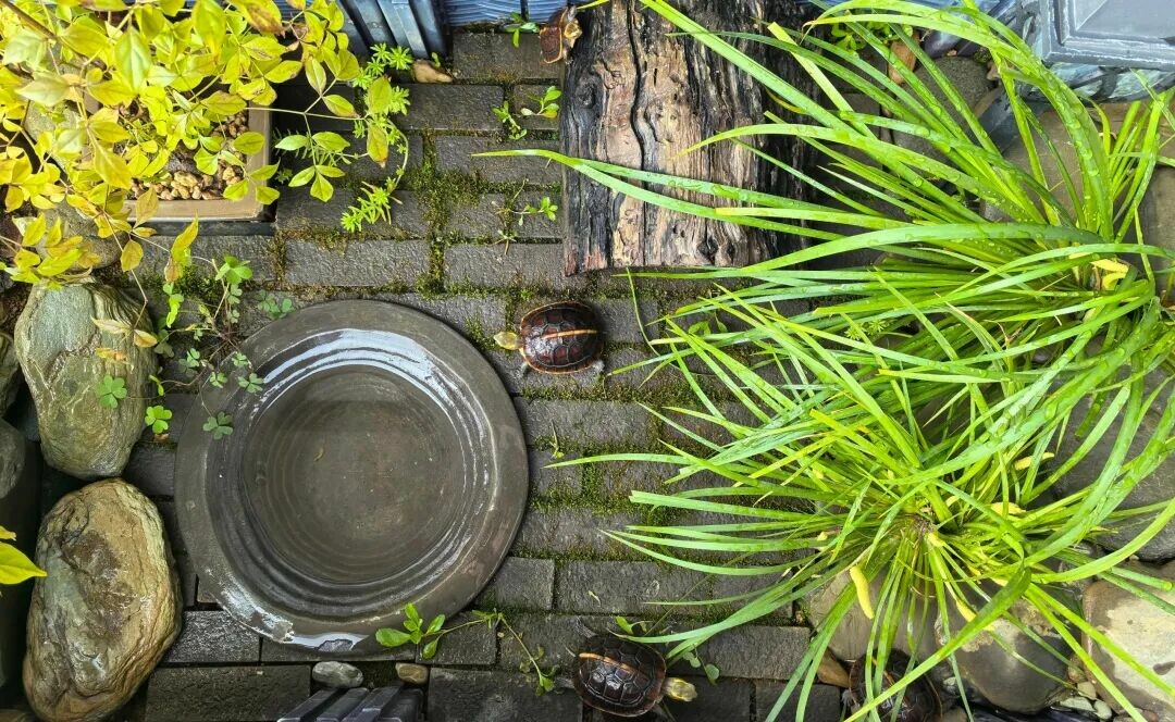 Example of an enclosure setup for a Chinese Box Turtle