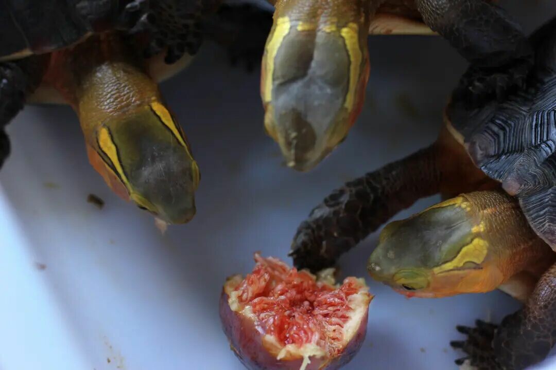 A Chinese Box Turtle eating a fig