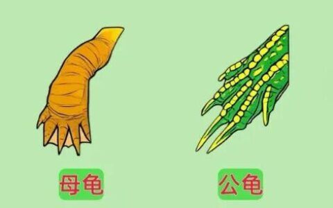 如何分辨乌龟性别？看爪子、尾巴和腹部的 5 大关键特征