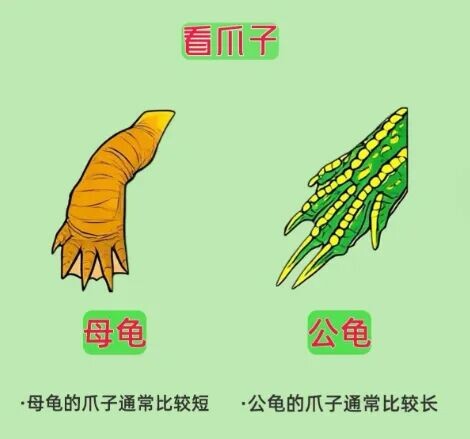 如何分辨乌龟性别？看爪子、尾巴和腹部的 5 大关键特征