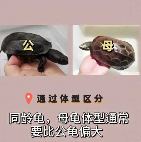 如何分辨乌龟性别？看爪子、尾巴和腹部的 5 大关键特征