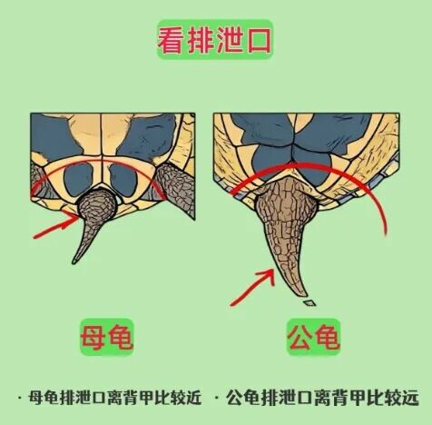 如何分辨乌龟性别？看爪子、尾巴和腹部的 5 大关键特征