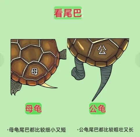 如何分辨乌龟性别？看爪子、尾巴和腹部的 5 大关键特征