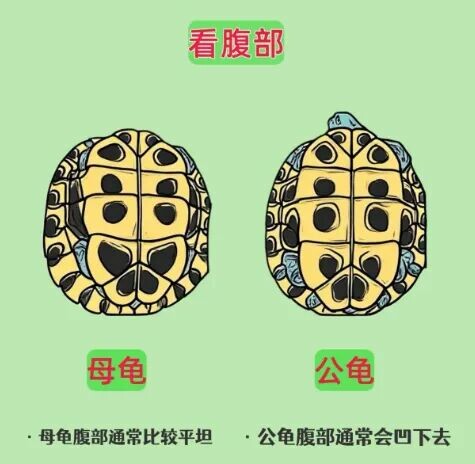 对比乌龟腹甲的平坦与凹陷 