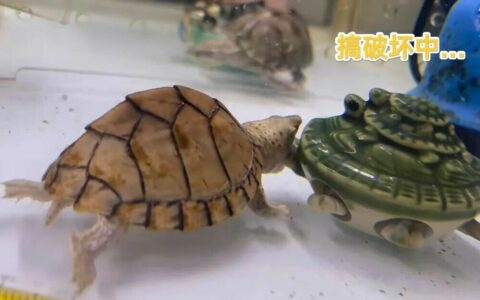 Razor-backed vs. Common Musk Turtle: Which to Choose? A Showdown of Looks, Interactivity, and Price