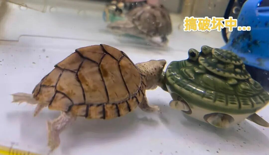 剃刀龟与麝香龟怎么选?颜值、互动性、价格大 PK