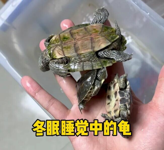 Periodically check the condition of a hibernating turtle