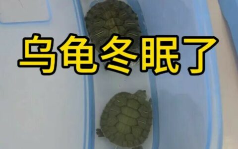 4 种乌龟冬眠介质大对比：泥水、椰土、树脂哪种最省心？