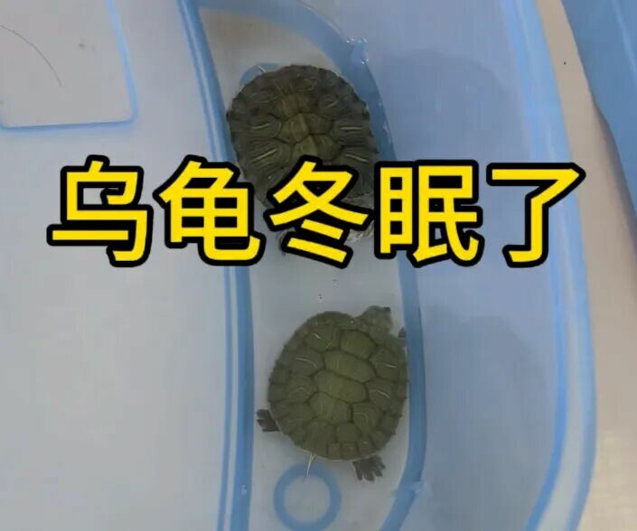 4 种乌龟冬眠介质大对比:泥水、椰土、树脂哪种最省心?