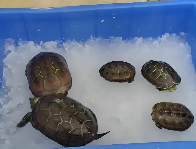 A turtle hibernating in water-absorbent resin