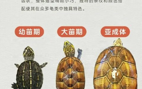 17 种常见蛋龟品种：成体尺寸、繁殖年限、冬眠习性对比指南