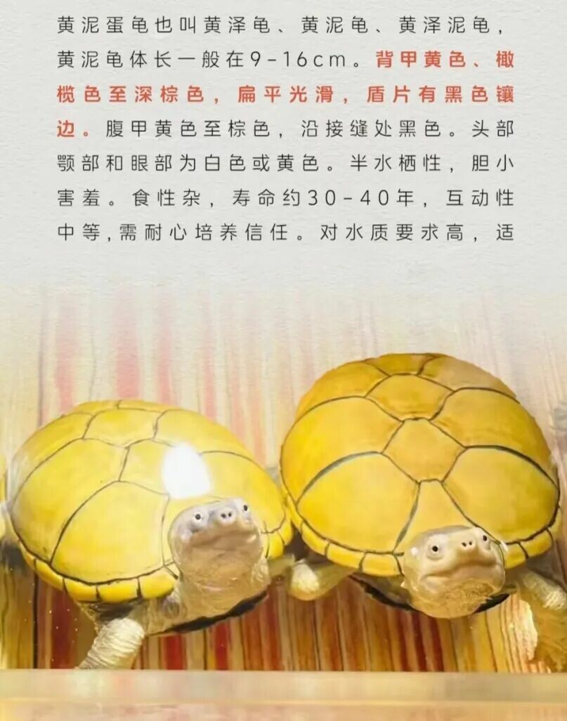 一只黄泽泥龟