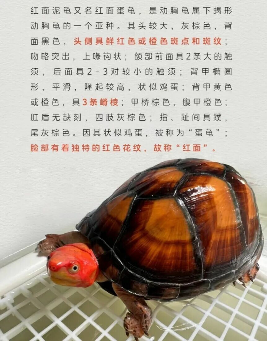 一只红面泥龟
