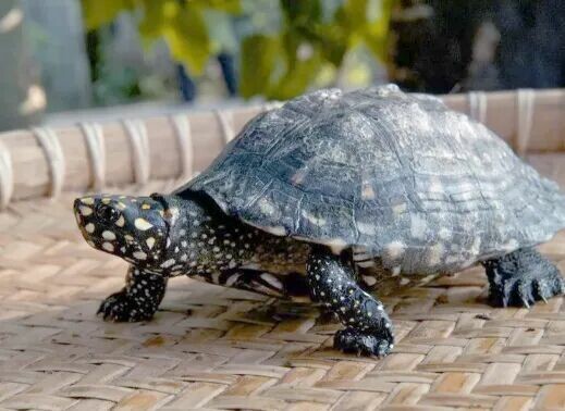 龟龟快不行了?养龟人警惕 7 大生病信号,早发现早救治!