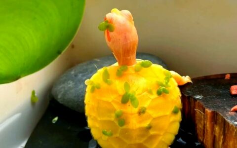 秋季养龟喂食：避开 4 大雷区，肠胃问题少一半！