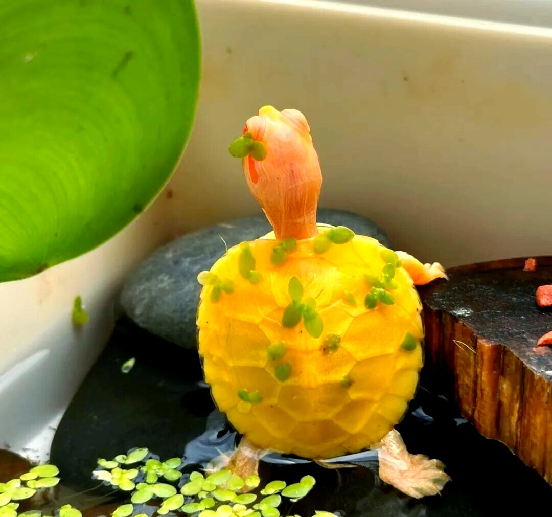 营养常识