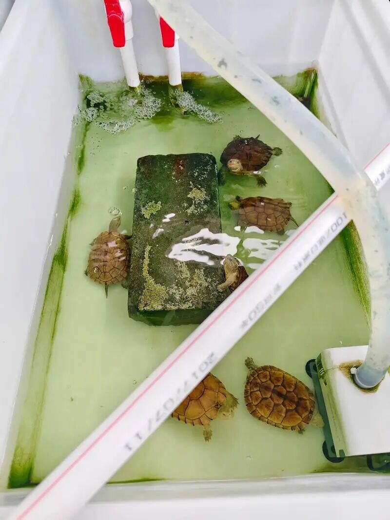 亀の飼育とエアレーション:無知か、それとも知恵か?必須である 3 つの理由!